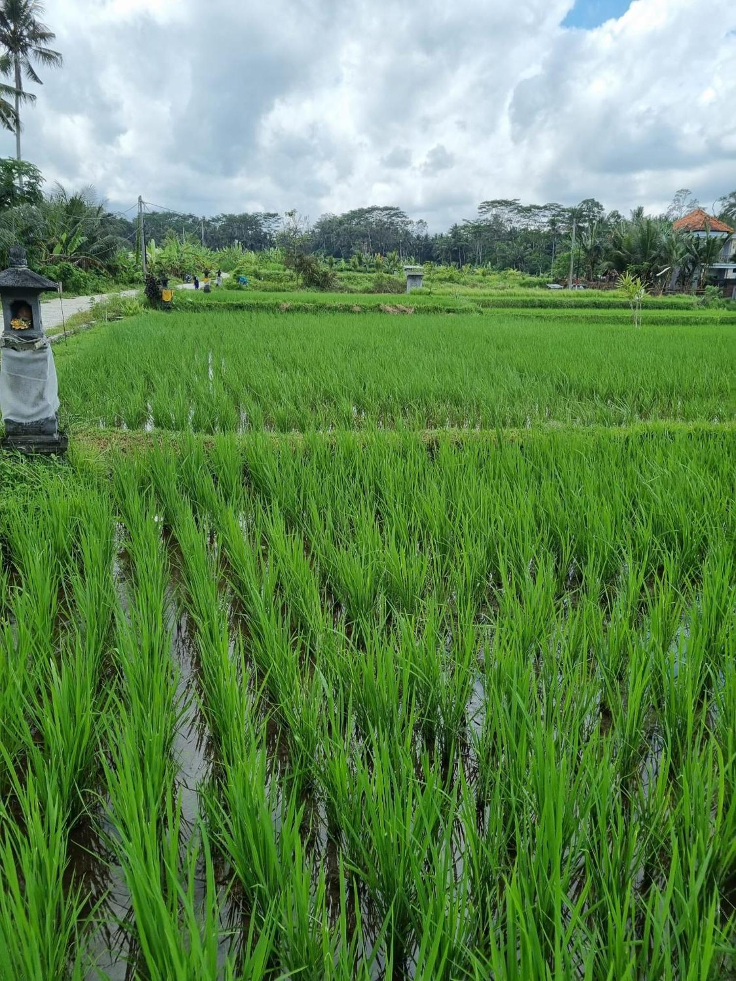 New 4 Bedroom Villa Surrounded By Jungle And Ricefields Ubud  Exterior photo